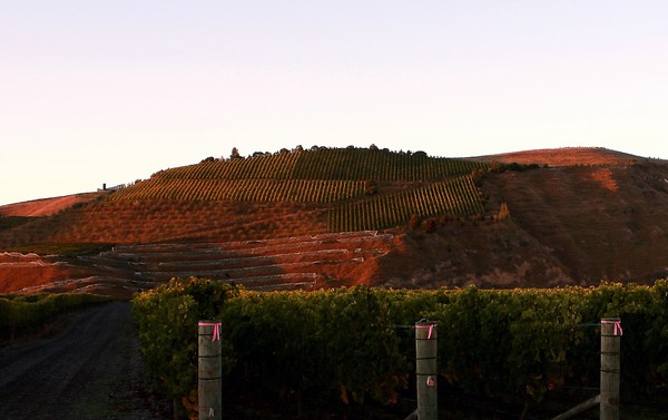 Cypress Terraces Hillside